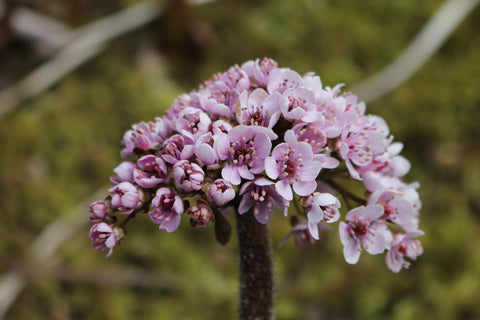 Darmera peltata