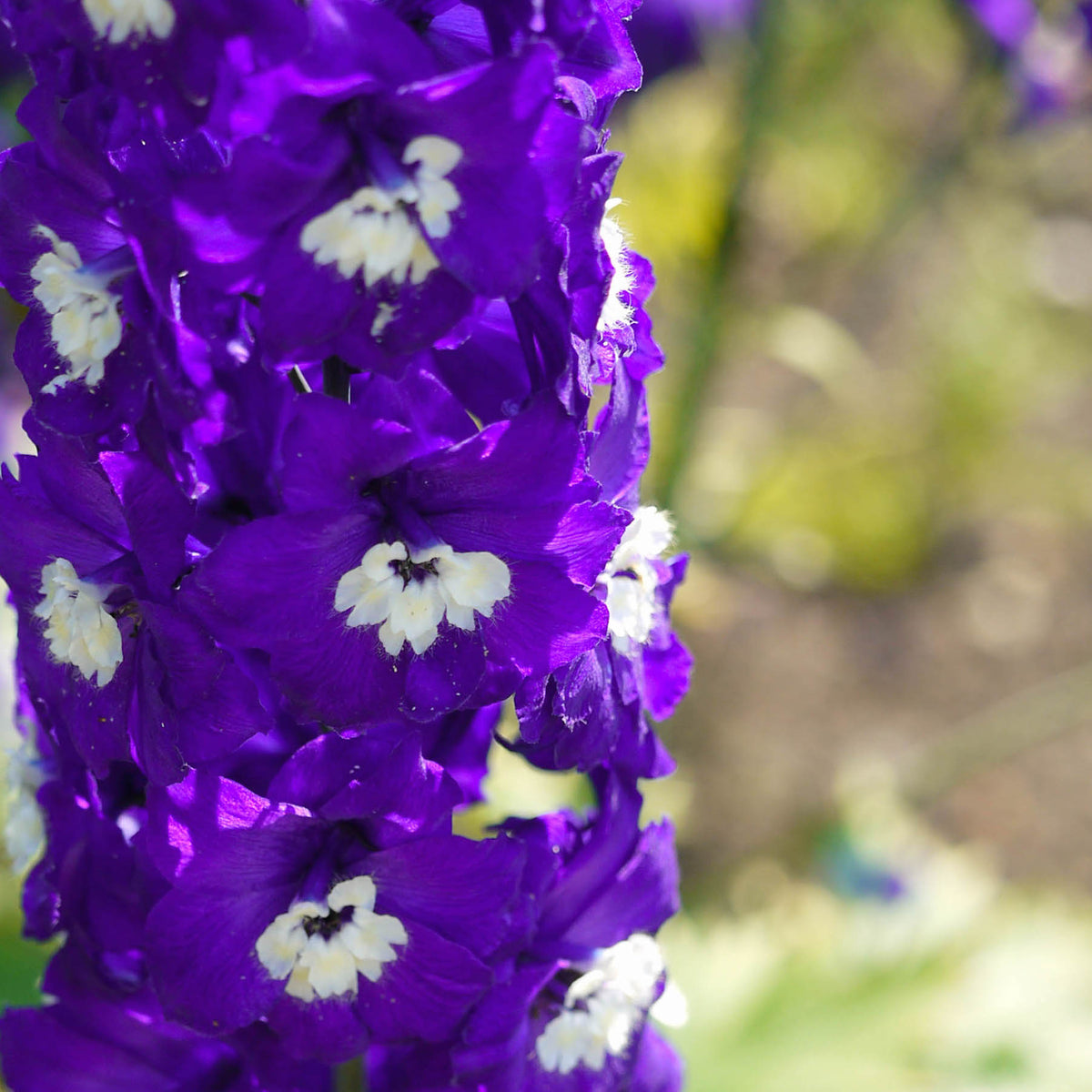 Delphinium King Arthur Group Ballyrobert Gardens delphinium-king-arthur-group-ballyrobert-gardens