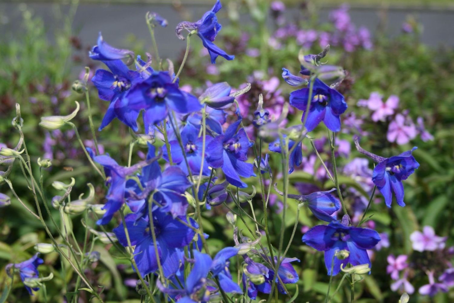Delphinium (Belladonna Group) 'Völkerfrieden' – Ballyrobert Gardens