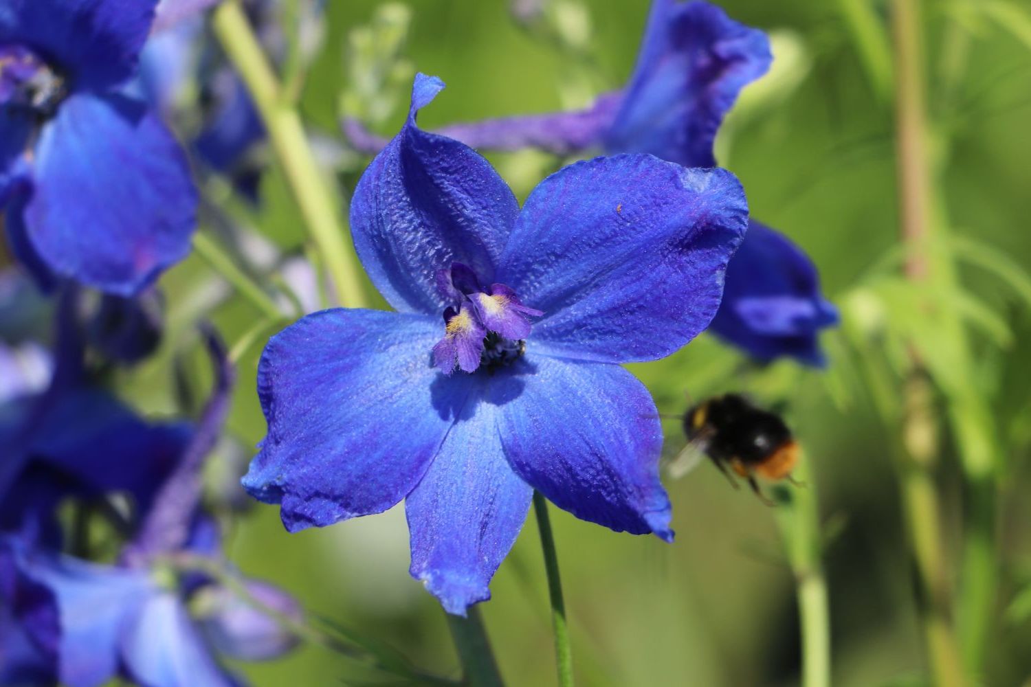 Delphinium (Belladonna Group) 'Völkerfrieden' – Ballyrobert Gardens