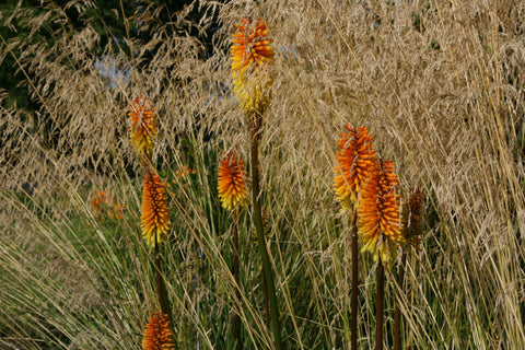 Deschampsia cespitosa 'Goldschleier'