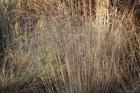 Deschampsia cespitosa 'Goldtau'