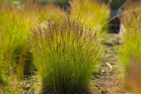 Deschampsia flexuosa 'Tatra Gold'