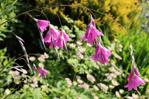 Dierama 'Coral Belle'