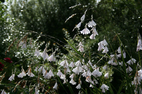 Dierama 'Guinevere'