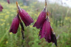 Dierama pulcherrimum dark cerise-flowered