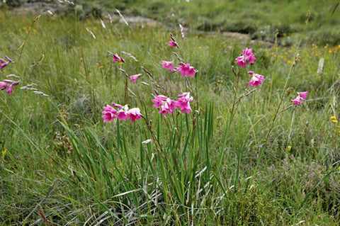 Dierama trichorhizum