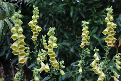 Digitalis grandiflora