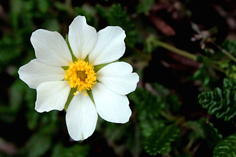 Dryas octopetala