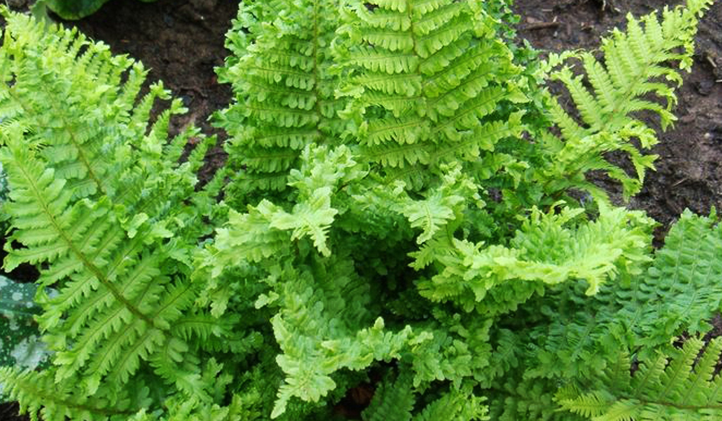 Dryopteris filix-mas 'Crispa Cristata' – Ballyrobert Gardens