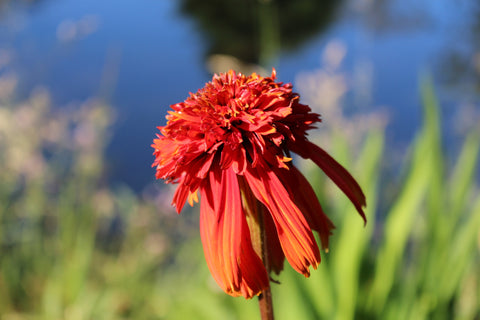 Echinacea 'Hot Papaya' (d)