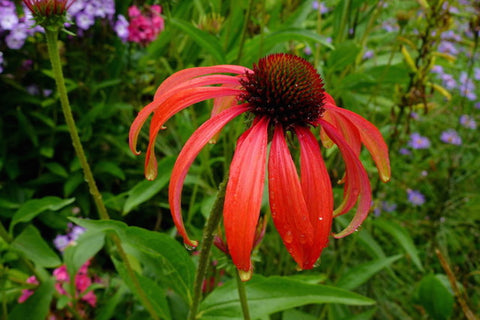 Echinacea 'Tomato Soup'