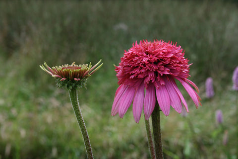 Echinacea purpurea 'Razzmatazz'