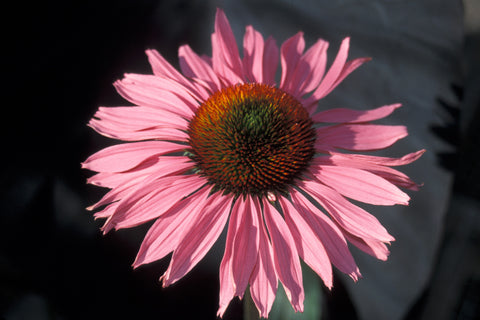 Echinacea purpurea 'Ruby Giant'