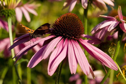 Echinacea purpurea 'Magnus'