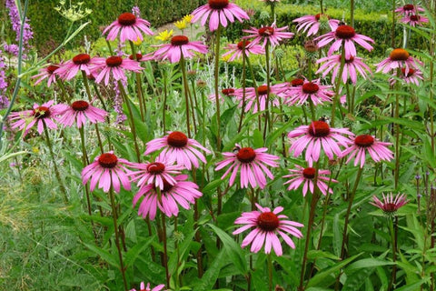 Echinacea purpurea 'Rubinstern'