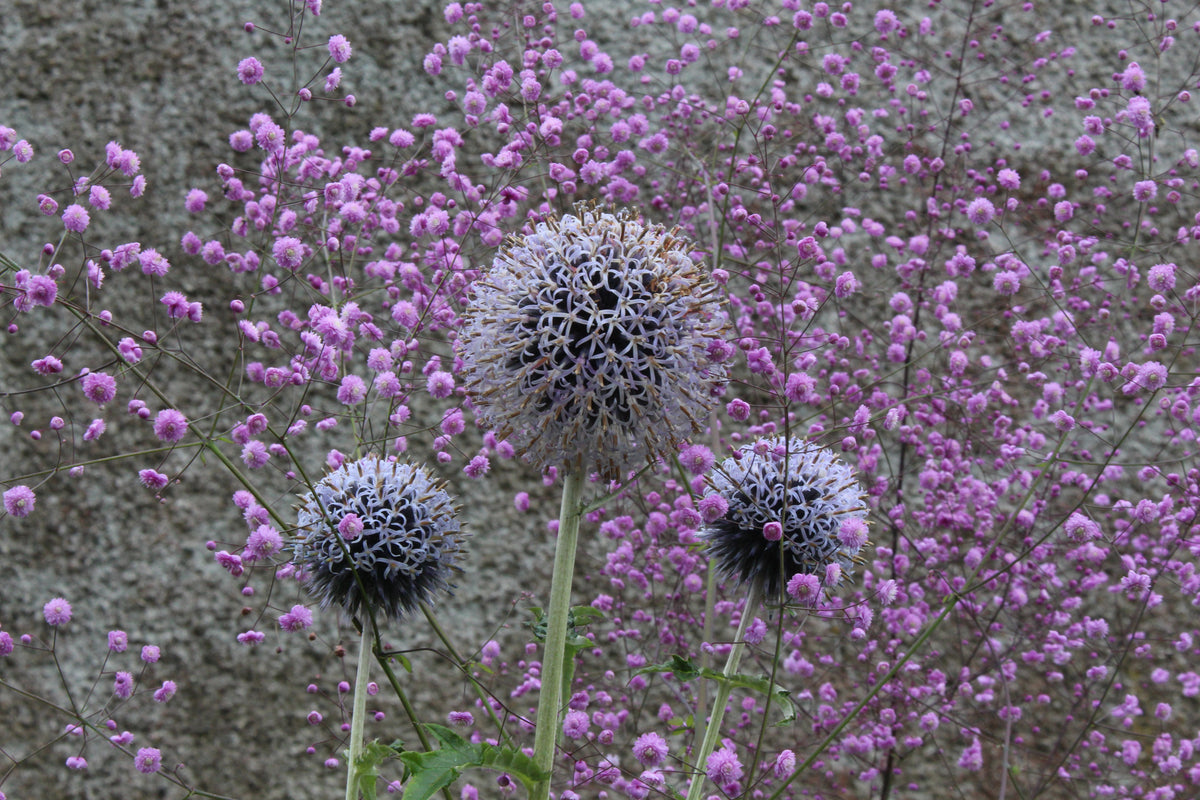 Echinops ritro L. – Ballyrobert Gardens