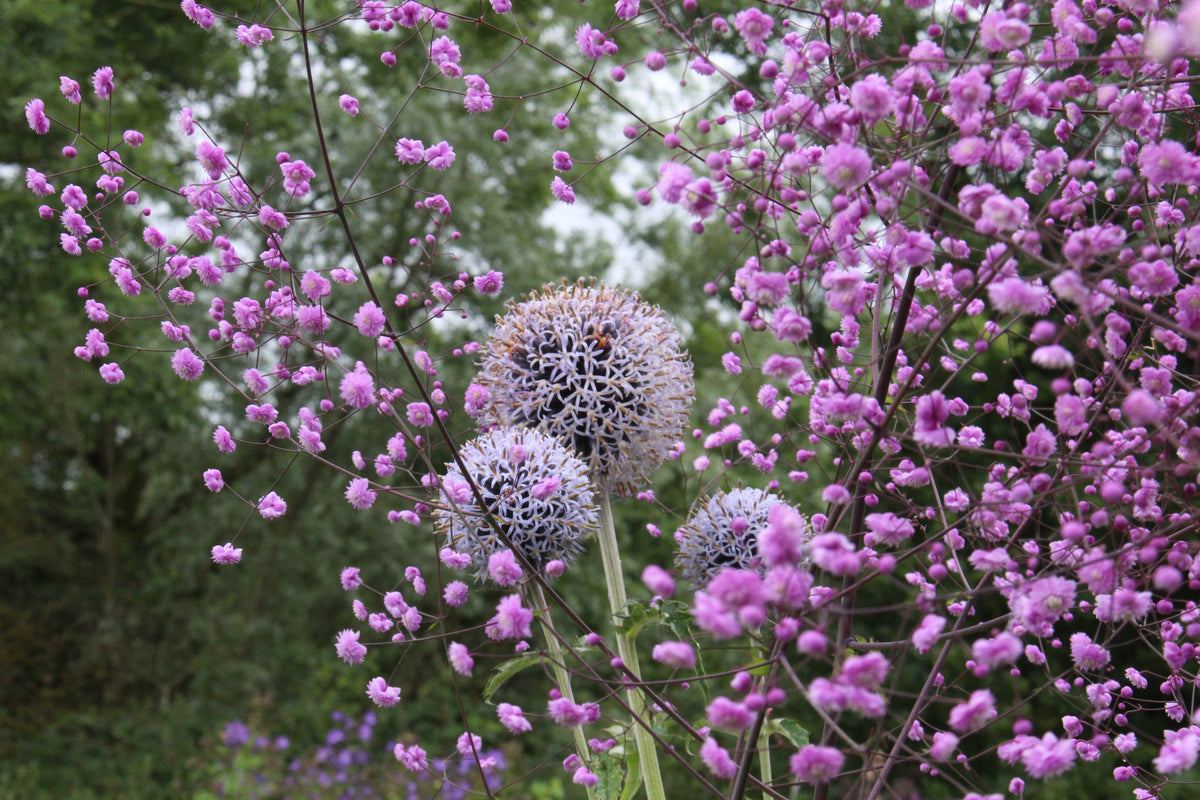Echinops ritro L. – Ballyrobert Gardens