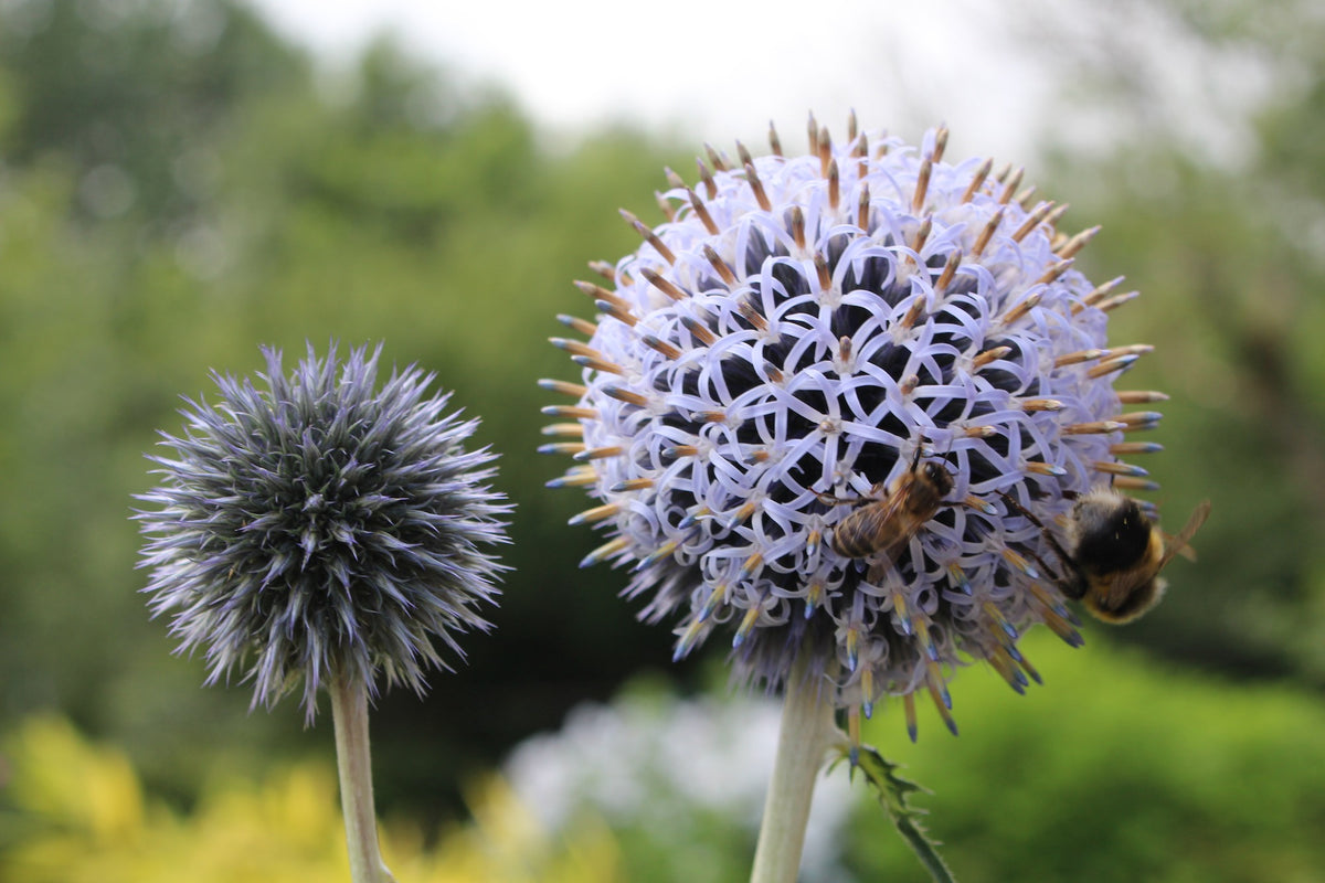 Echinops ritro L. – Ballyrobert Gardens