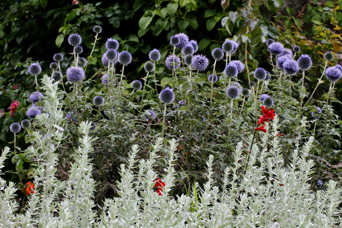 Echinops ritro 'Veitch's Blue' – Ballyrobert Gardens