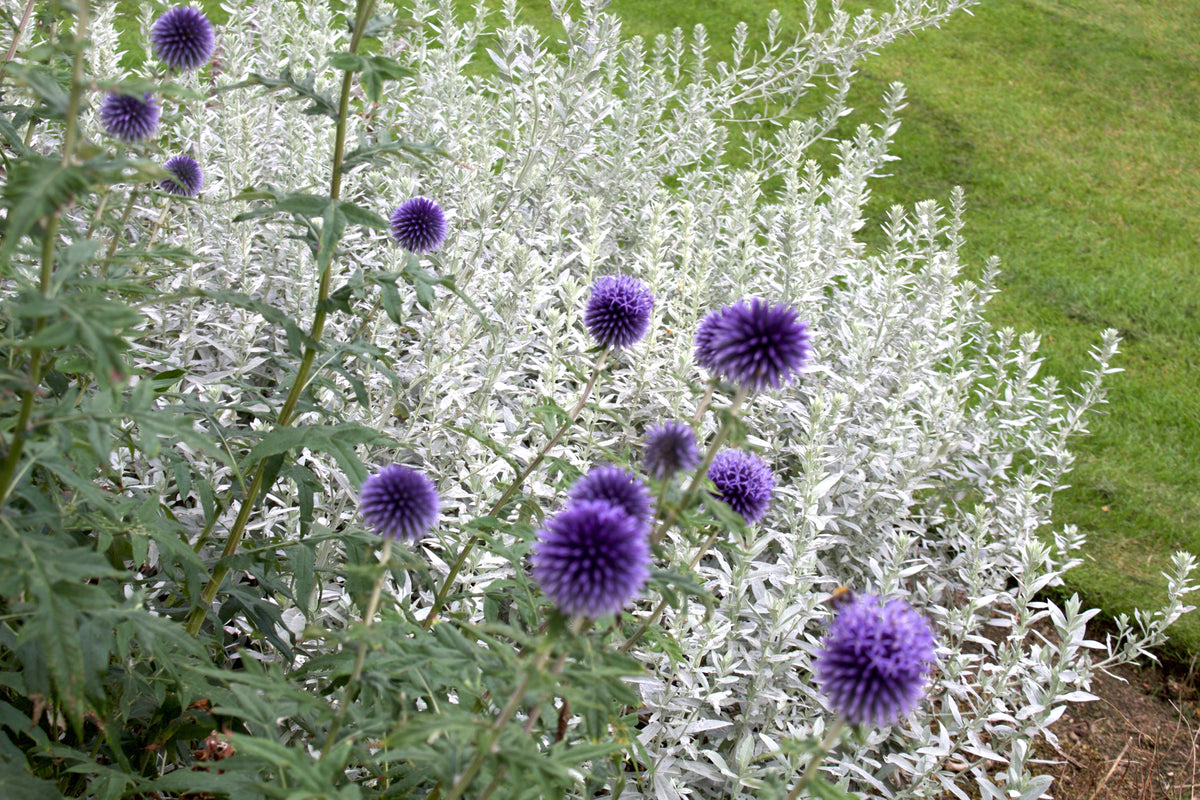 Echinops ritro 'Veitch's Blue' – Ballyrobert Gardens
