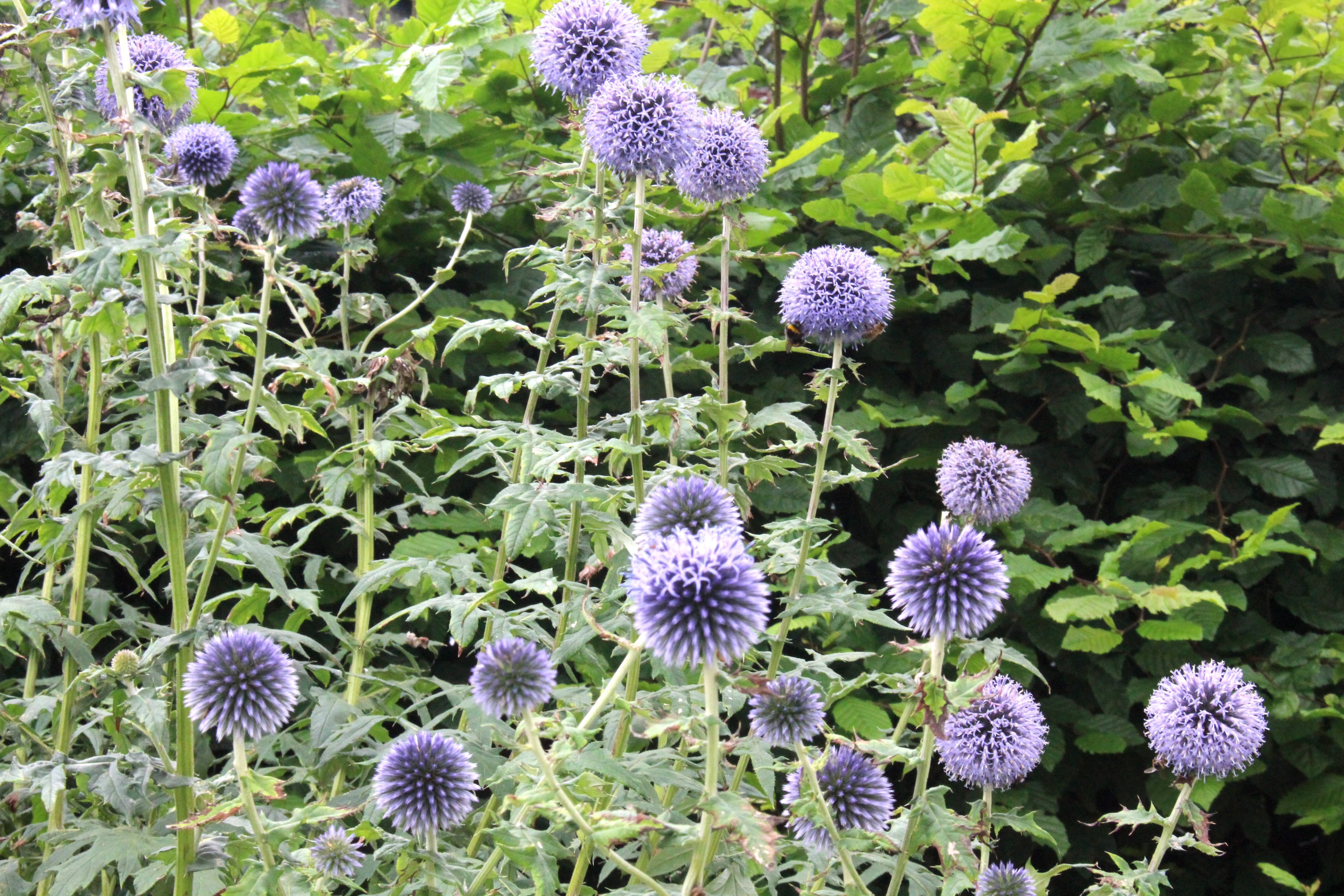 Echinops ritro 'Veitch's Blue' Ballyrobert Gardens
