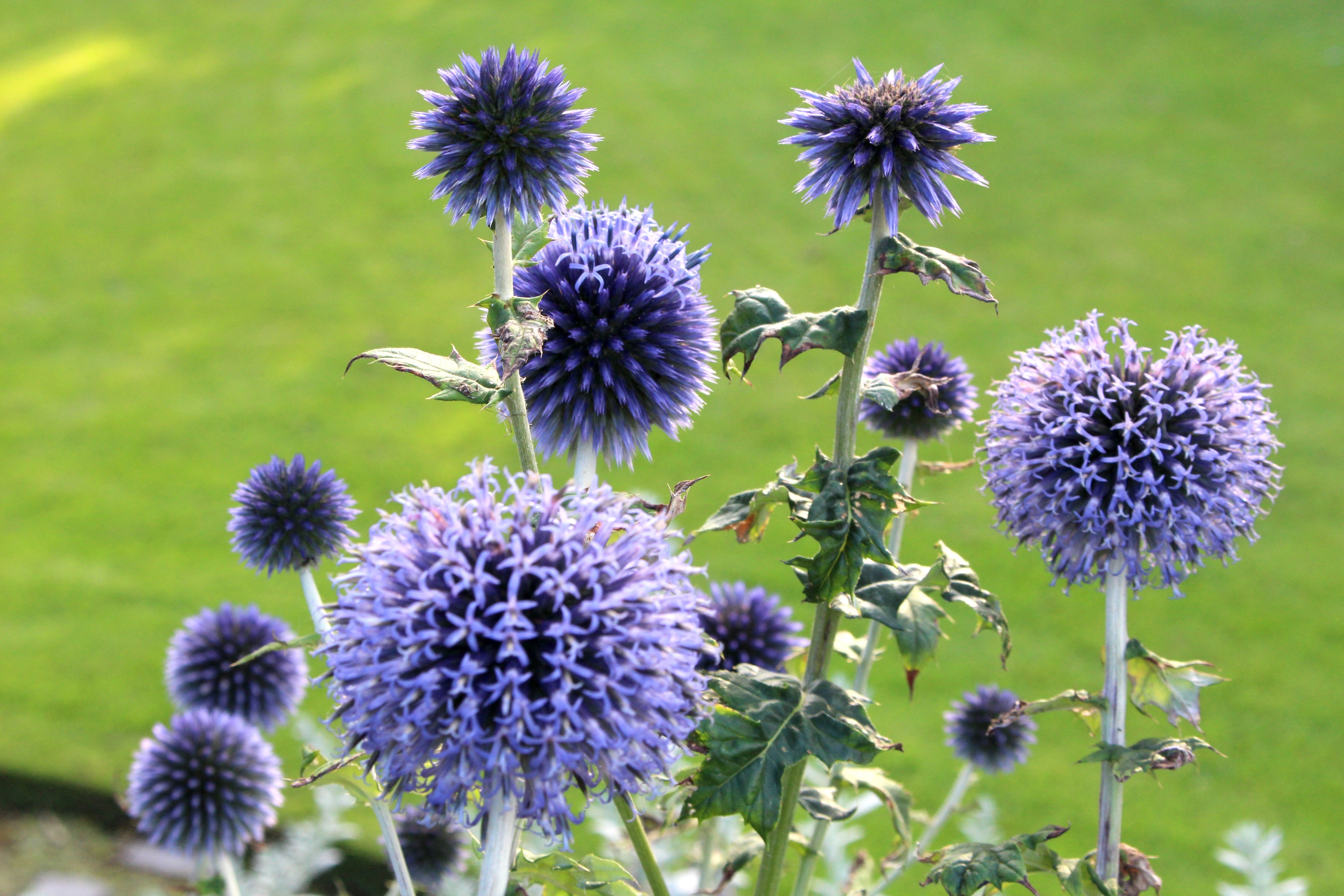 Echinops ritro 'Veitch's Blue' Ballyrobert Gardens
