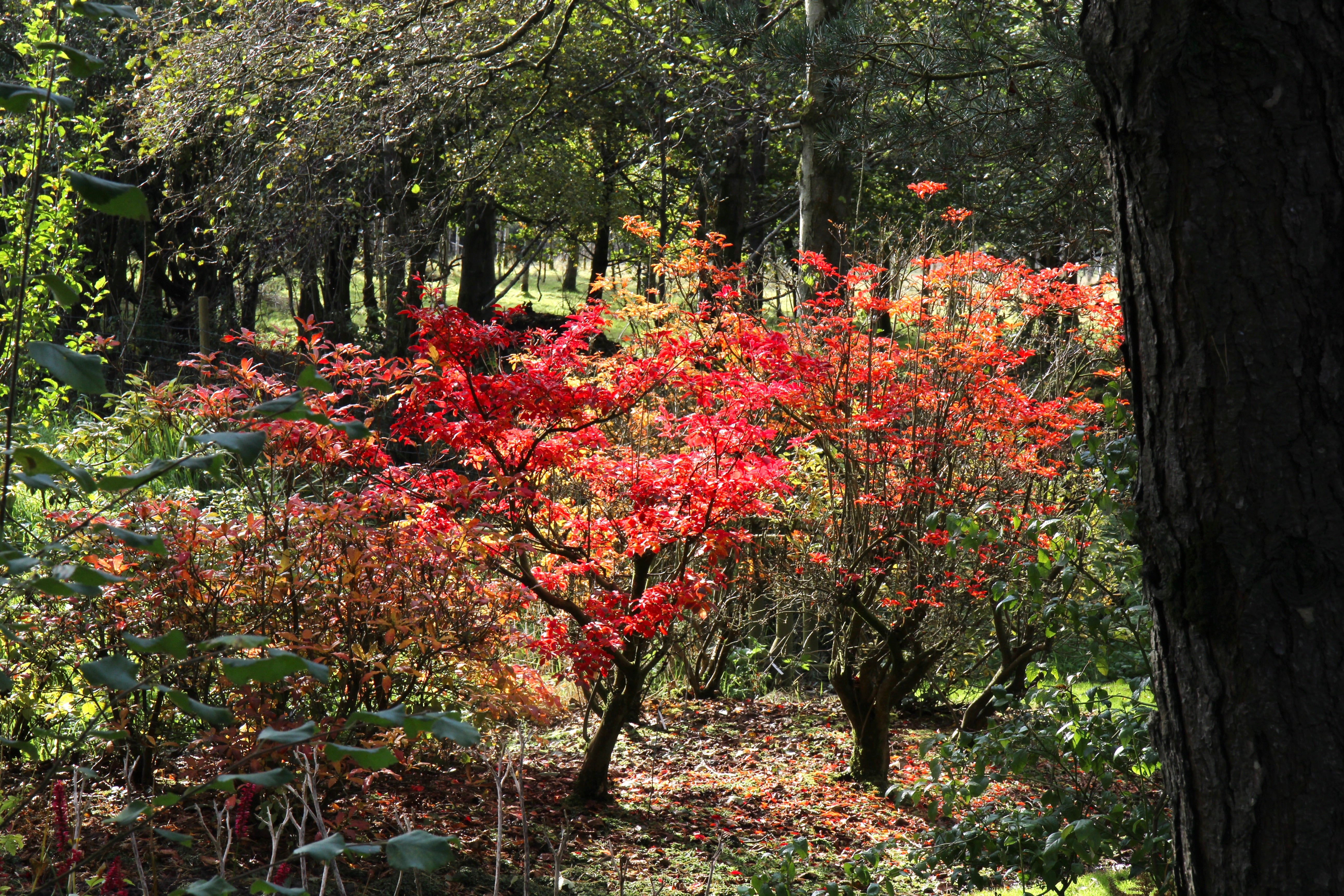 Enkianthus campanulatus – Ballyrobert Gardens
