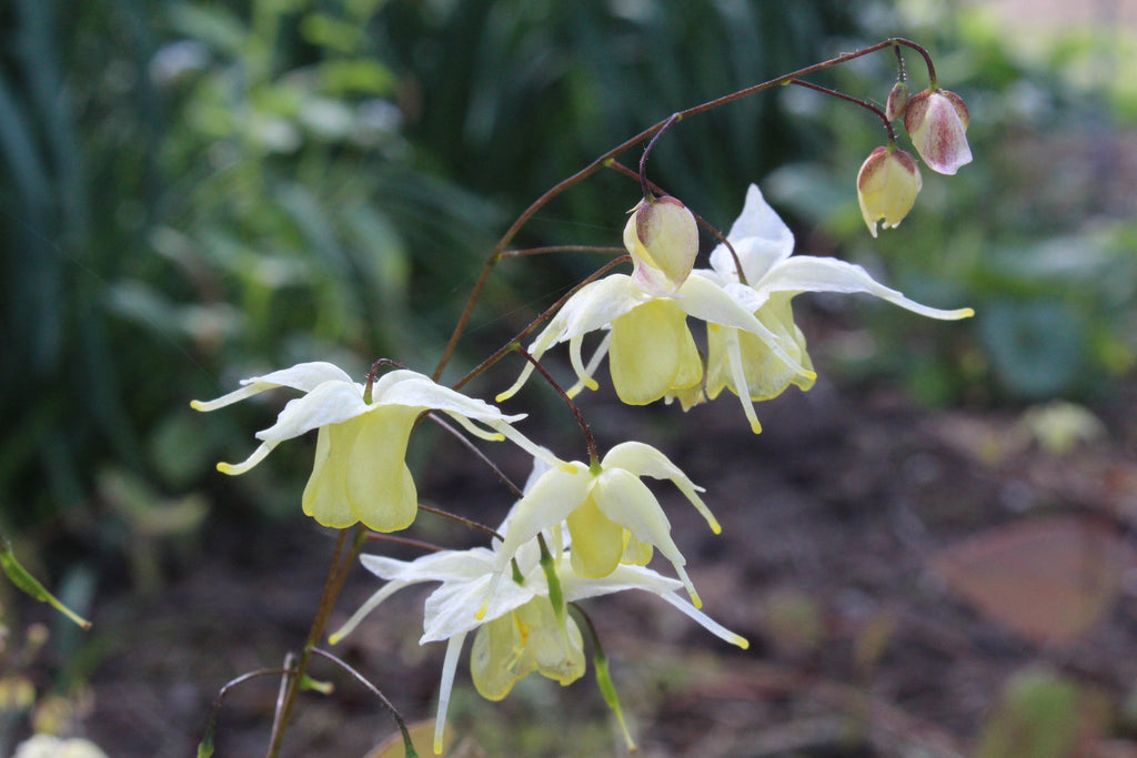 Epimedium 'Flowers of Sulphur' Ballyrobert Gardens