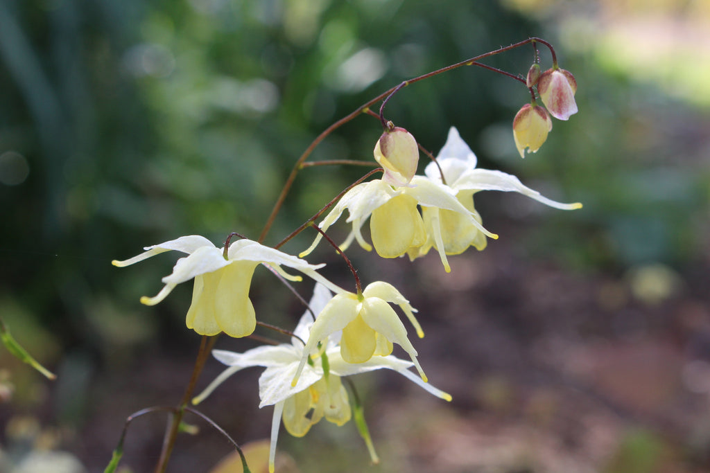 Epimedium 'Flowers of Sulphur' Ballyrobert Gardens