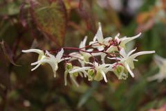 Epimedium grandiflorum 'White Queen'