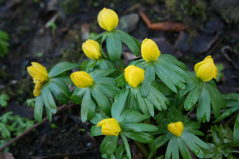 Eranthis hyemalis Cilicica Group