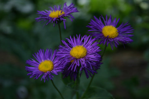 Erigeron 'Dominator'