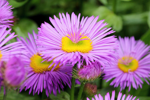 Erigeron 'Dunkelste Aller'