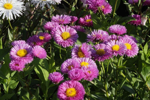 Erigeron 'Foersters Liebling'