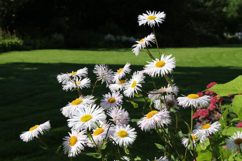 Erigeron 'Schneewittchen'