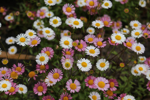 Erigeron karvinskianus