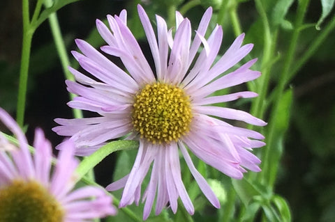 Erigeron karvinskianus 'Lavender Lady'