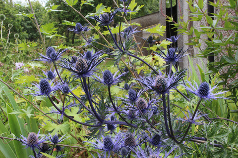 Eryngium 'Cobalt Star'