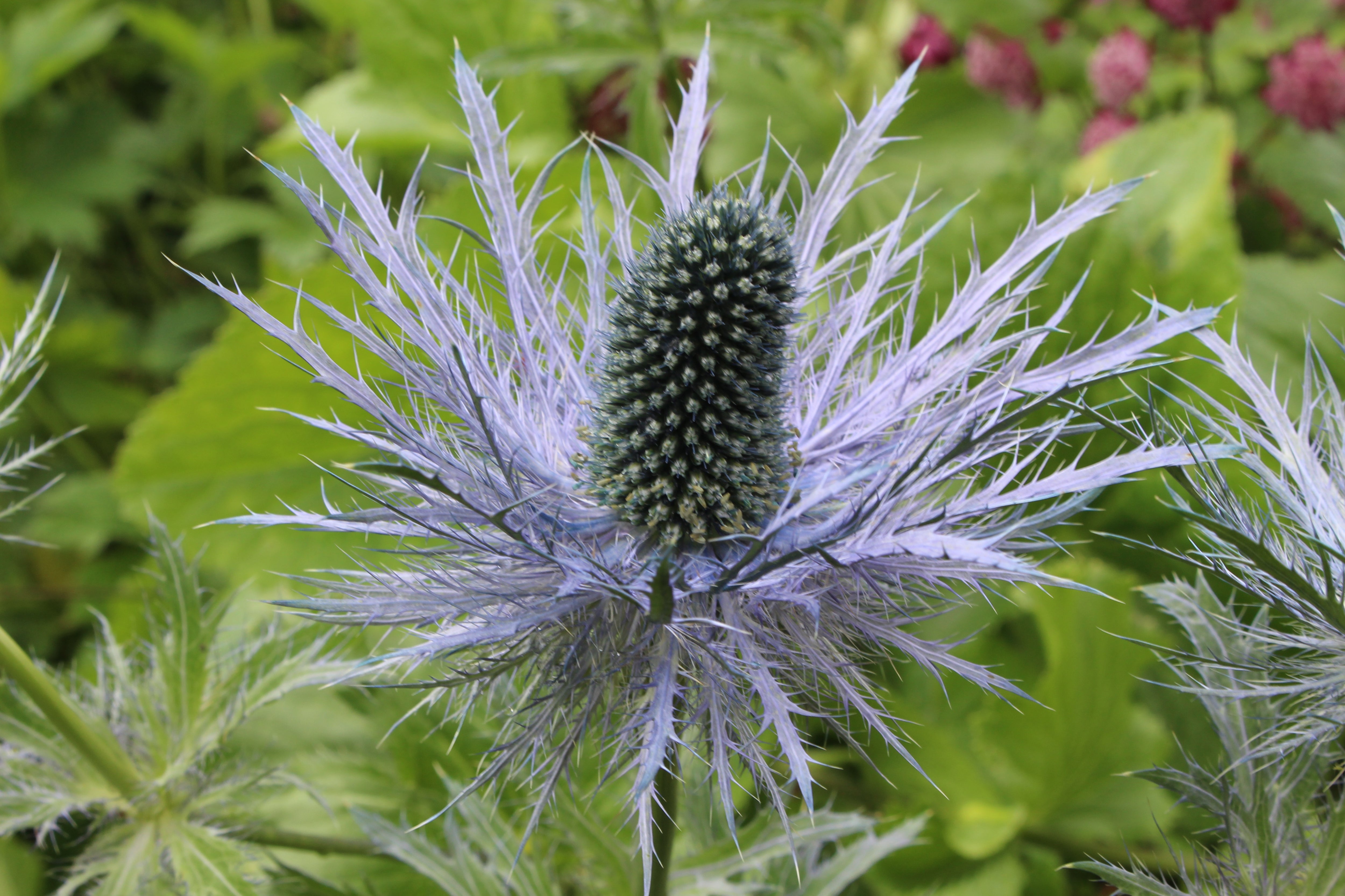 Eryngium alpinum 'Blue Star' Ballyrobert Gardens