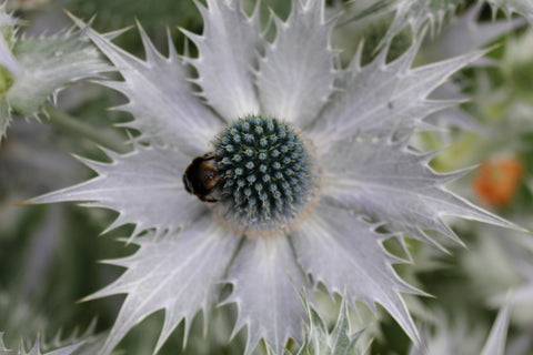 Eryngium giganteum