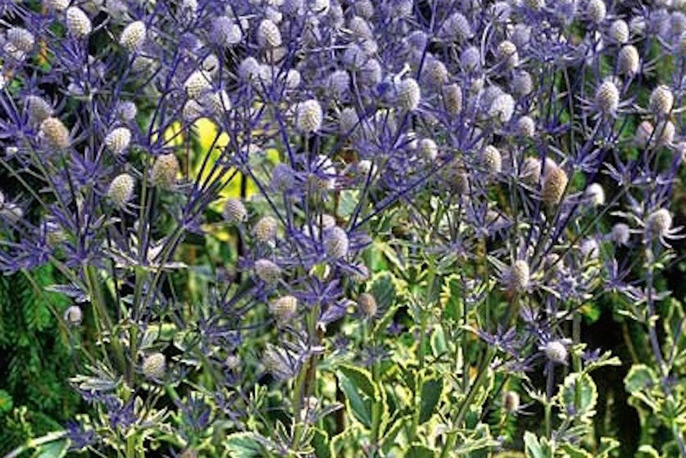 jade frost plant Eryngium planum 'Jade Frost' – Ballyrobert Gardens