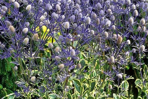 Eryngium planum 'Jade Frost'