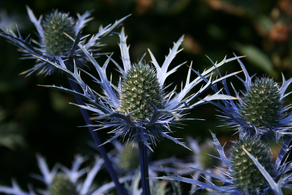 Eryngium x oliverianum Ballyrobert Gardens