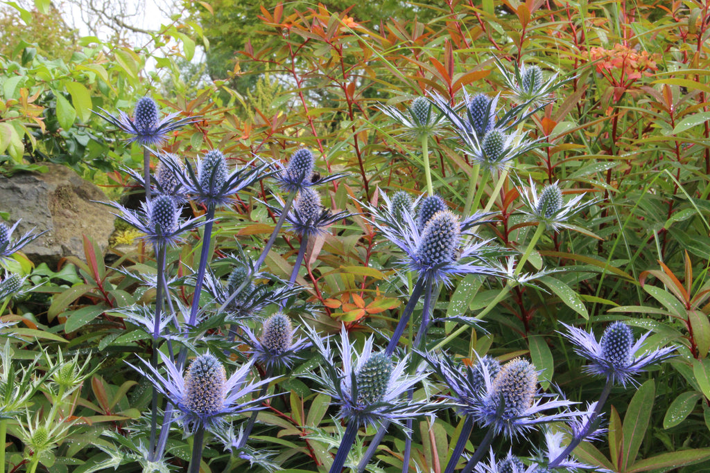 Eryngium x zabelii 'Big Blue' Ballyrobert Gardens