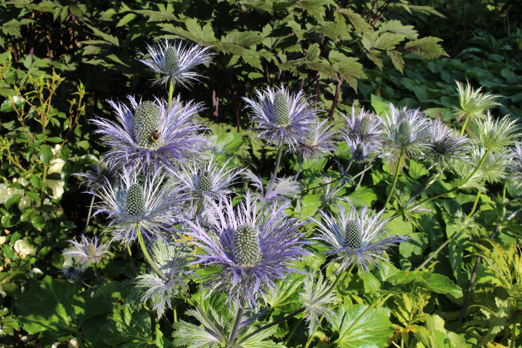 Eryngium x zabelii 'Donard Variety' Ballyrobert Gardens