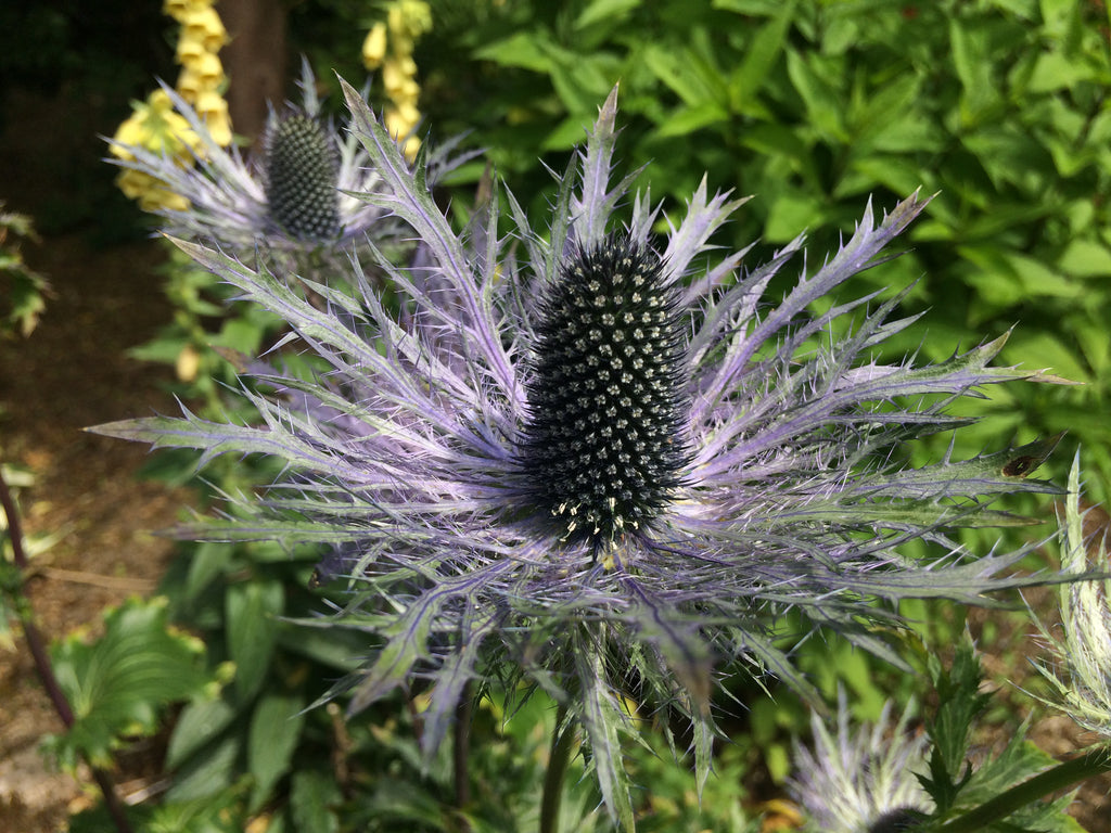 Eryngium x zabelii 'Donard Variety' Ballyrobert Gardens