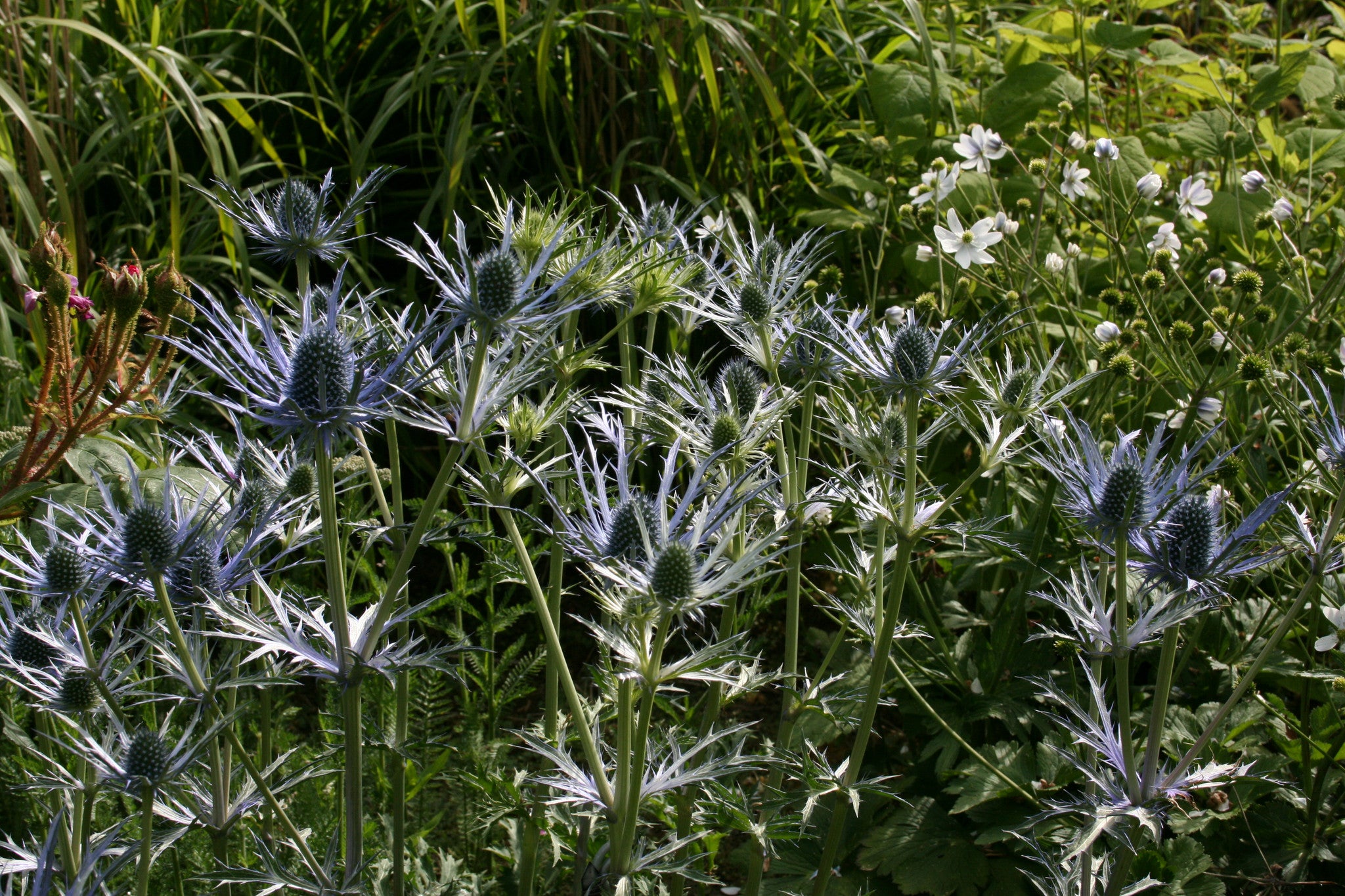 Eryngium x zabelii 'Forncett Ultra' Ballyrobert Gardens