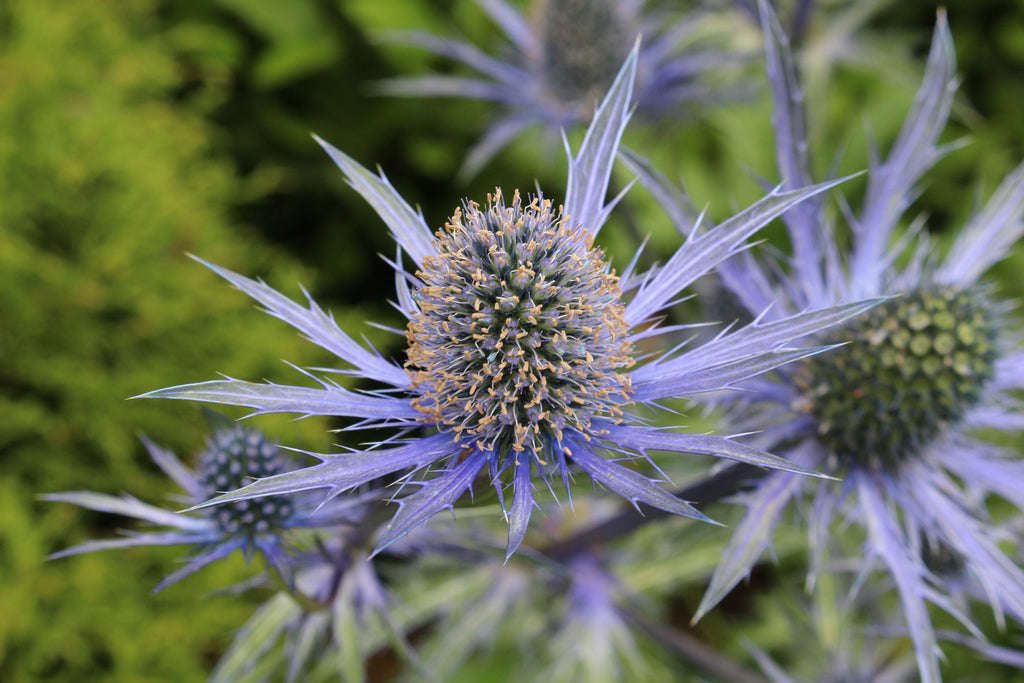 Eryngium x zabelii 'Jos Eijking' Ballyrobert Gardens