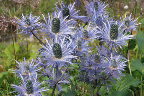 Eryngium alpinum